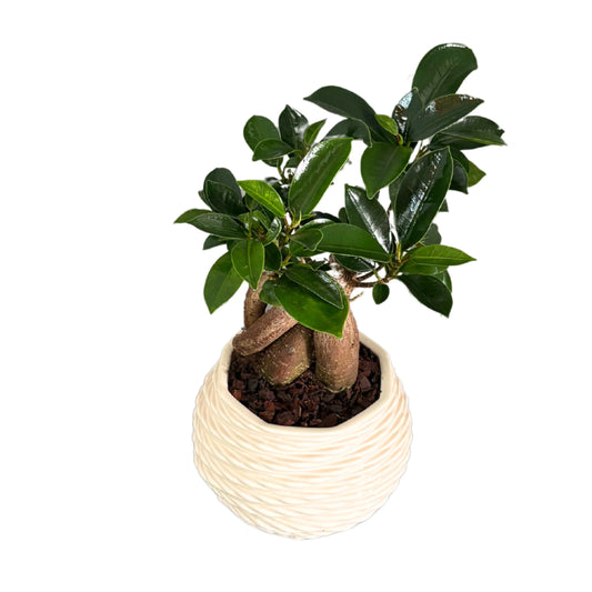 Bonsai Ficus Ginseng compatto con vaso decorativo a rilievo

