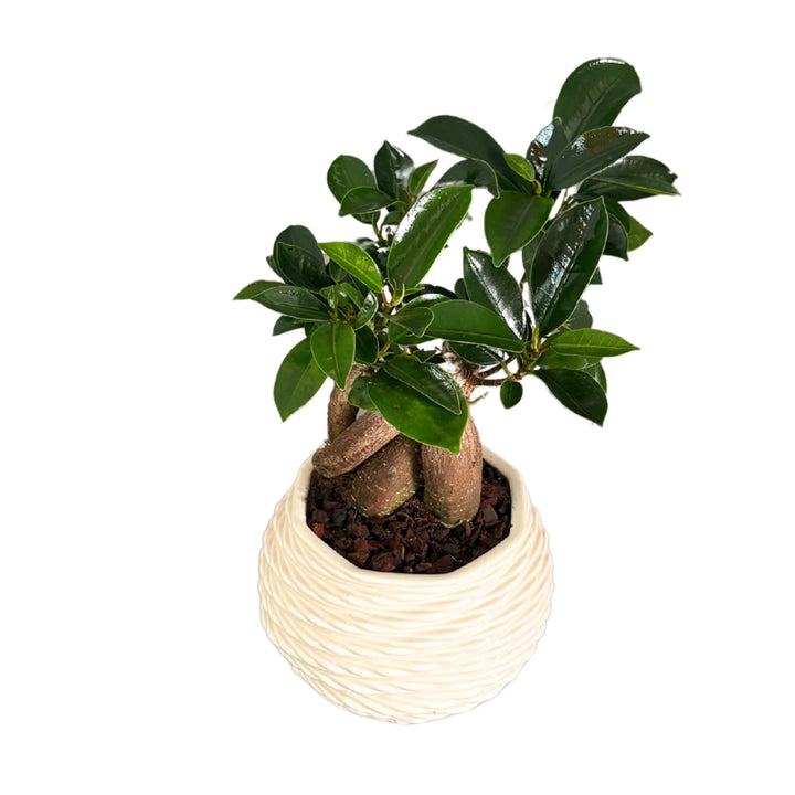 Bonsai Ficus Ginseng compatto con vaso decorativo a rilievo

