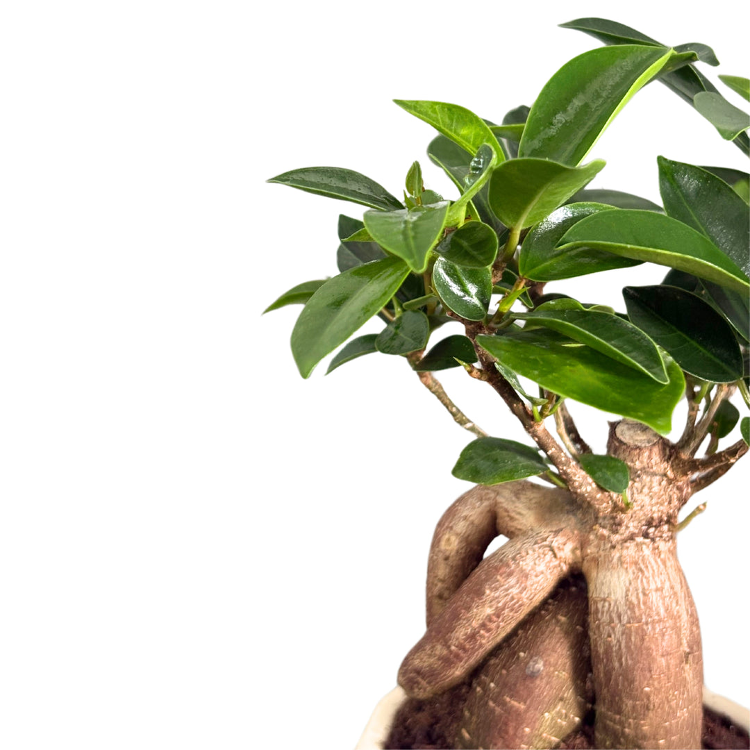 Dettaglio delle foglie lucide e del tronco del bonsai Ginseng

