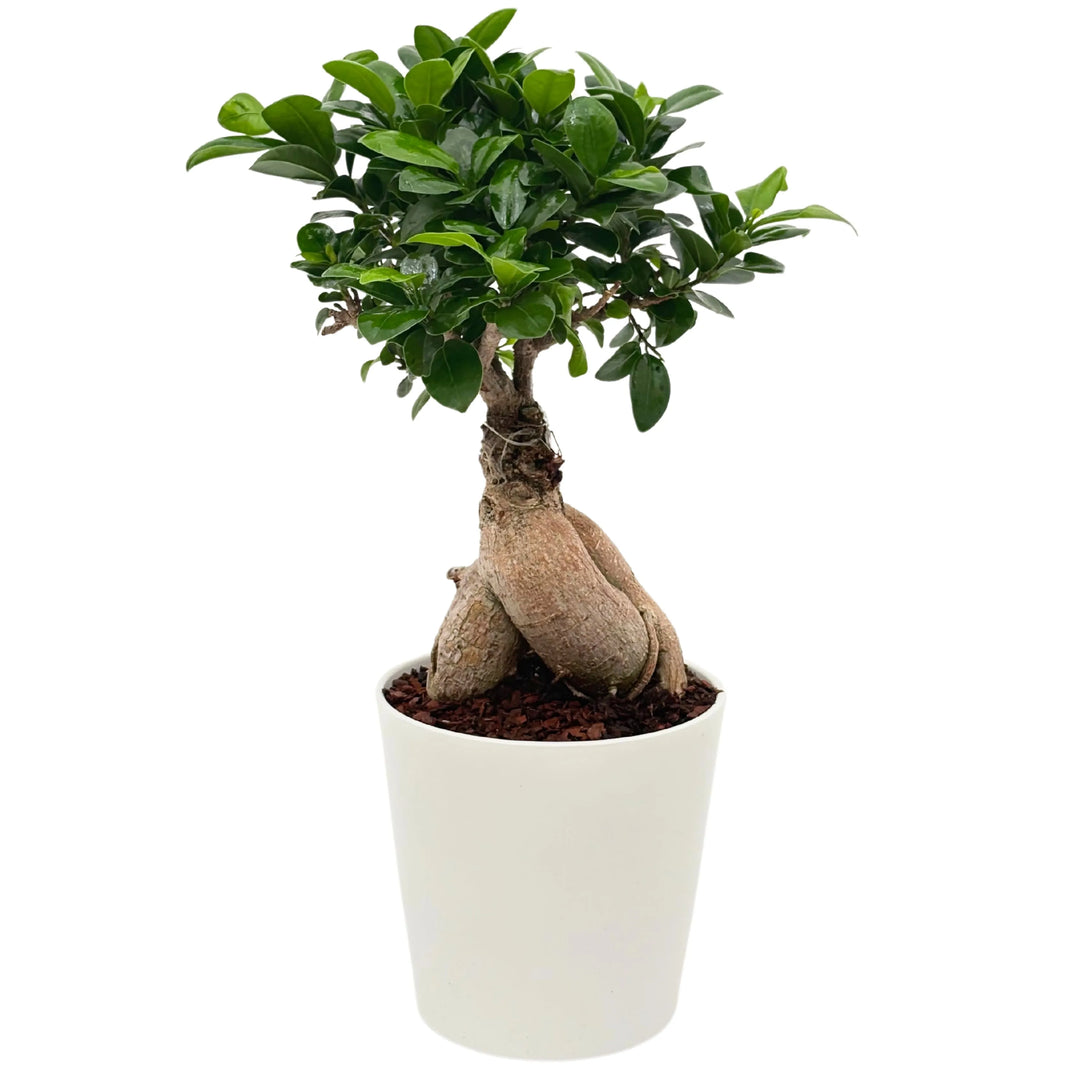 Bonsai Ficus Ginseng Dallas in vaso bianco da 16 cm su fondo bianco

