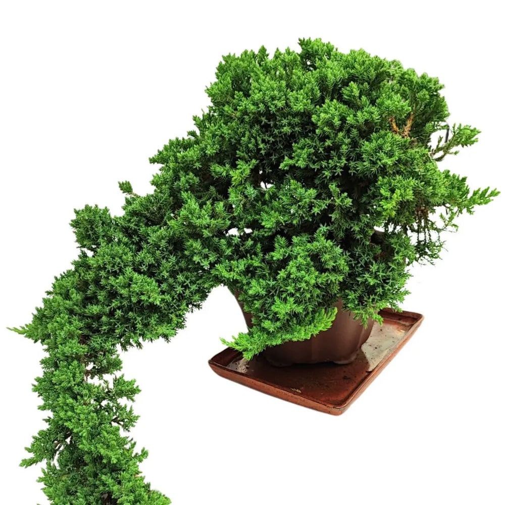Bonsai Juniperus Procumbens in stile cascade con ramo principale ricadente a forma fluente, coltivato in vaso artigianale