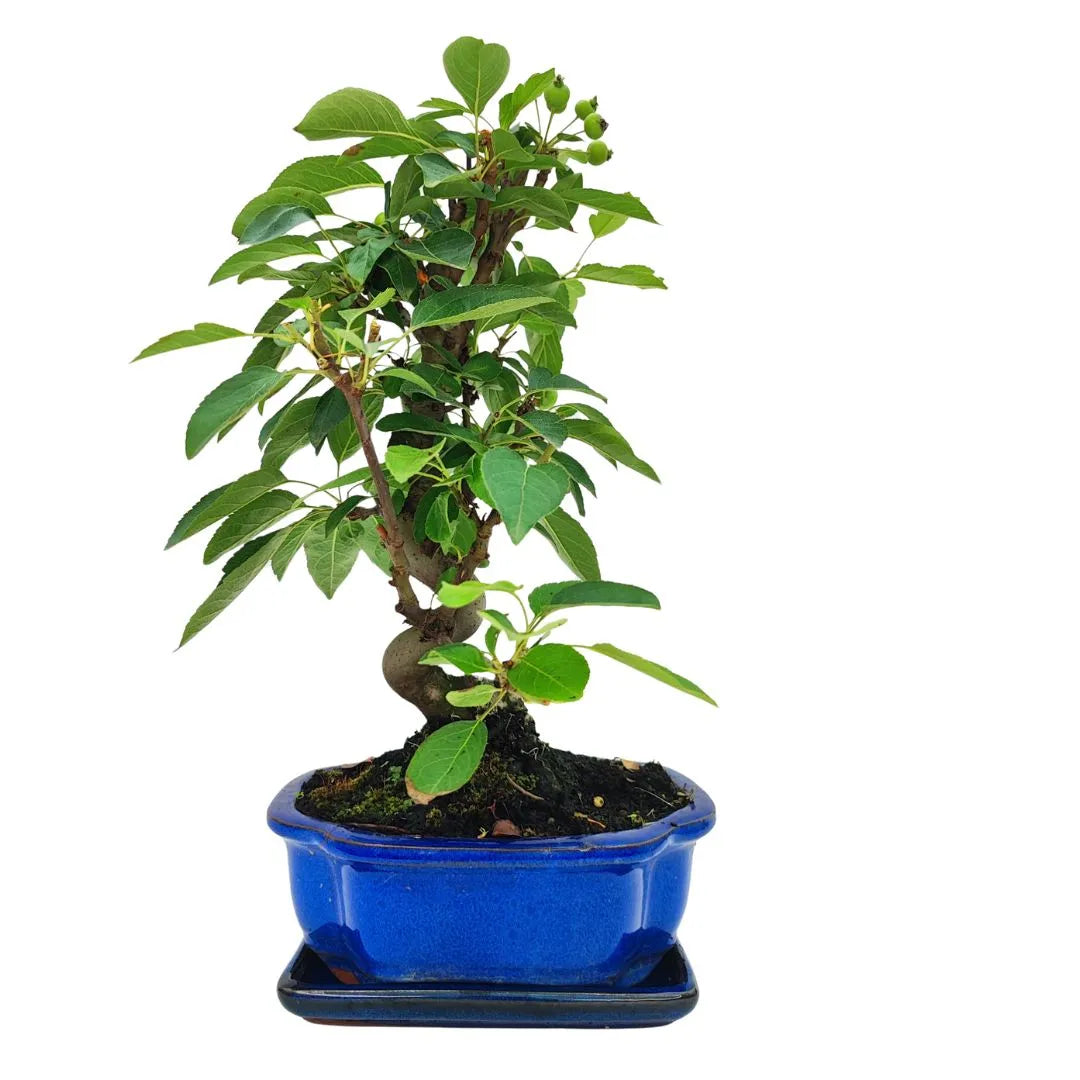 Pianta bonsai di Melo 10 anni con portamento slanciato e fogliame verde vivo in vaso smaltato

