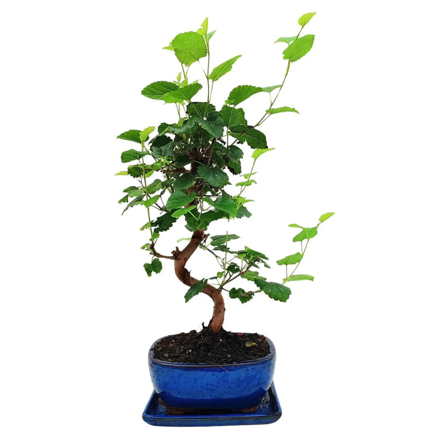 Bonsai Morus di 8 anni con chioma verde brillante e tronco sinuoso, coltivato in vaso blu smaltato con sottovaso coordinato

