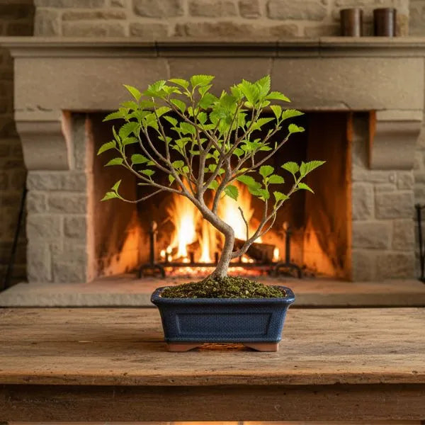 Bonsai Morus 7 anni Premium - Gelso con tronco curvo e chioma rigogliosa in vaso blu su tavolo