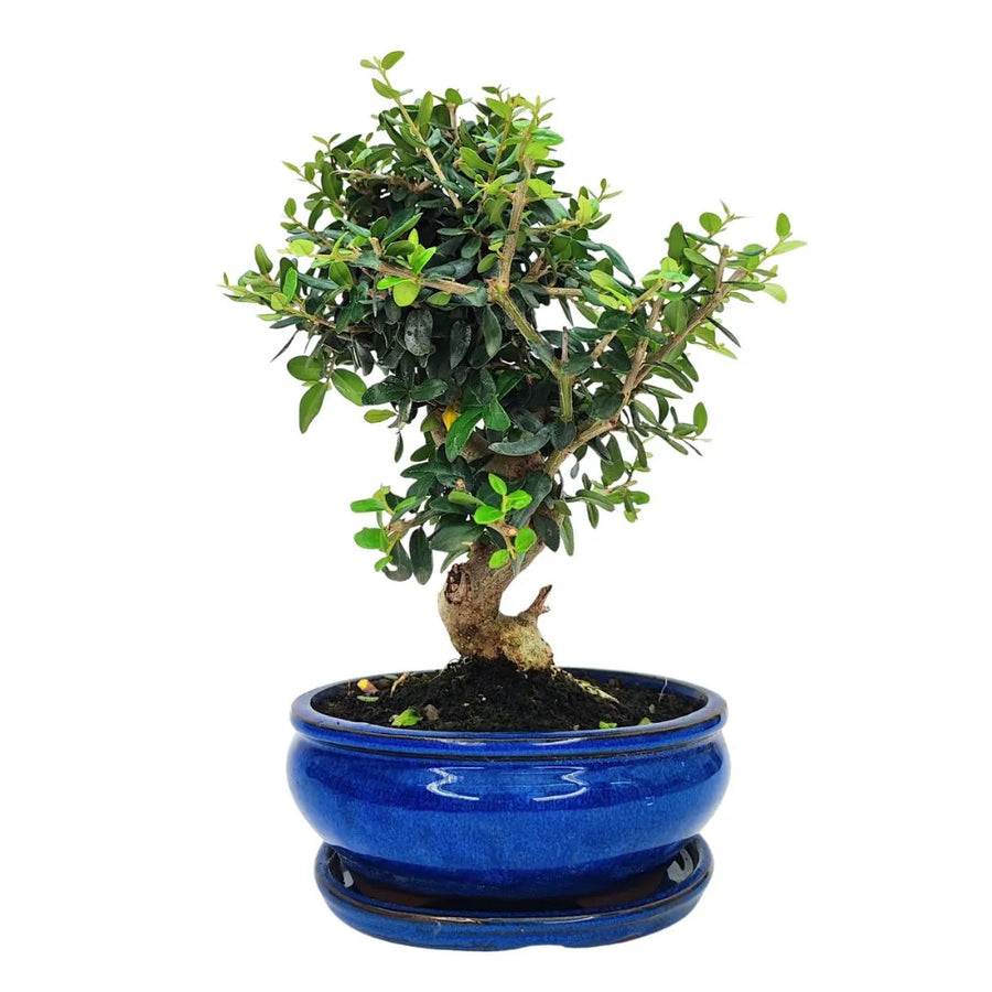 Bonsai Olea europaea sylvestris 10 anni con fusto contorto e fogliame compatto in vaso blu lucido

