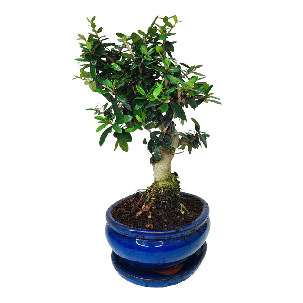 Bonsai Olea europaea sylvestris da 10 anni con corteccia chiara e foglie coriacee, vaso in ceramica blu

