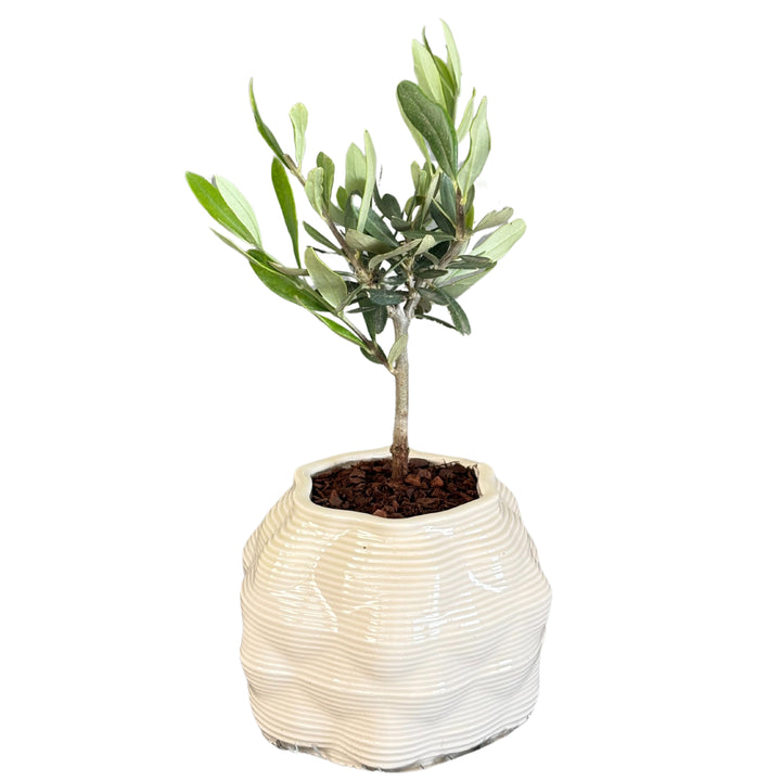 Bonsai di olivo in vaso ceramica Bangkok, pianta intera vista frontale

