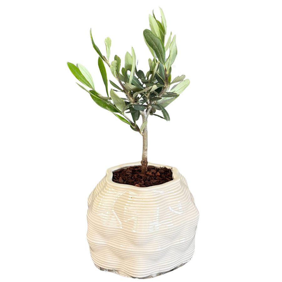 Bonsai di olivo in vaso ceramica Bangkok, pianta intera vista frontale

