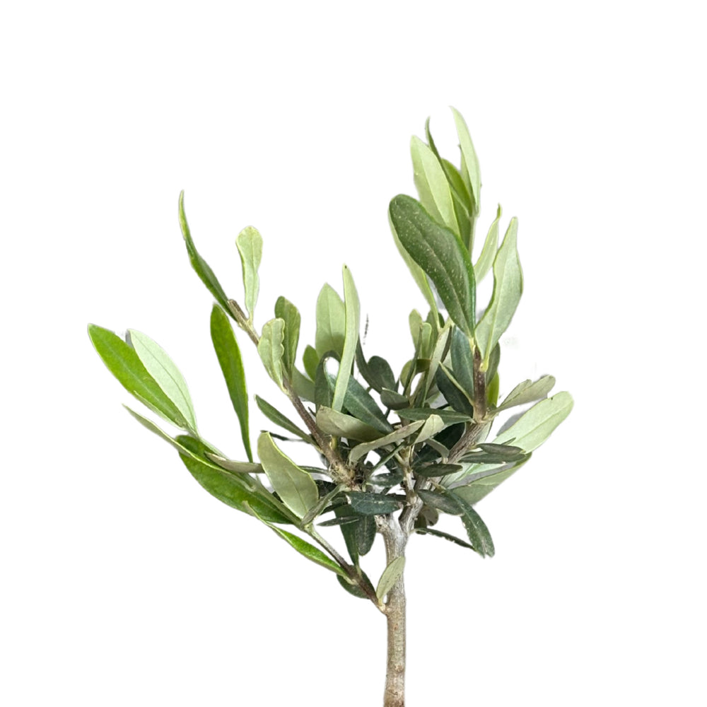 Dettaglio della chioma del bonsai olivo in vaso ceramica Bangkok

