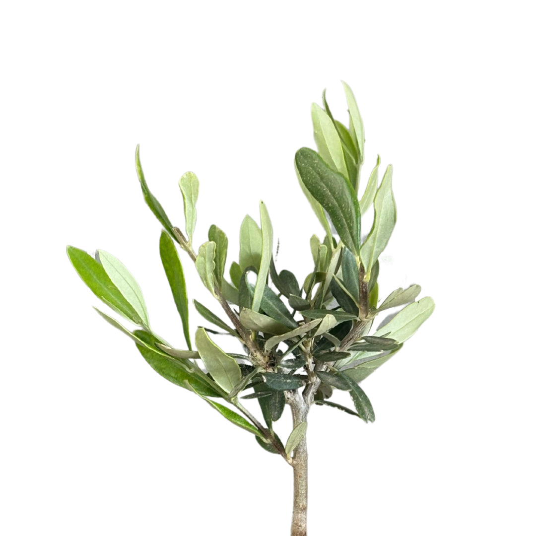 Dettaglio della chioma del bonsai olivo in vaso ceramica Bangkok

