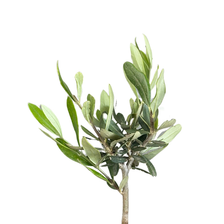 Dettaglio della chioma del bonsai olivo in vaso ceramica Bangkok

