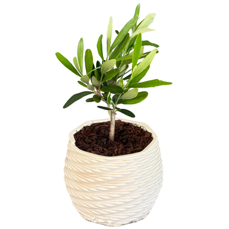 bonsai di olivo in vaso bianco di ceramica decorativa

