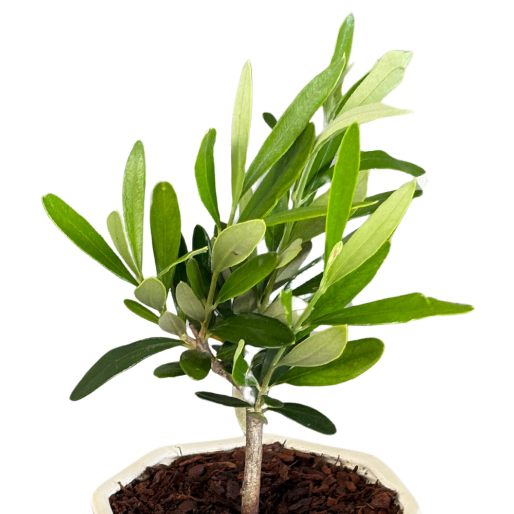 dettaglio foglie e chioma compatta dell’olivo bonsai

