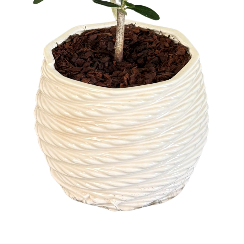 vaso in ceramica “Carina” con finitura smaltata a rilievo

