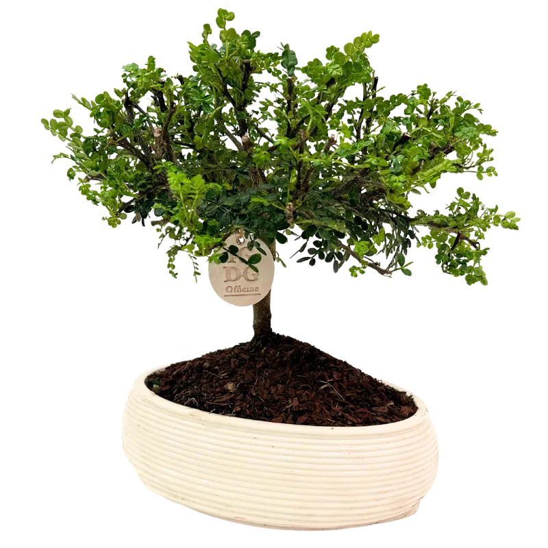 Bonsai di Pepe in Vaso Ceramica Artigianale Made in Italy