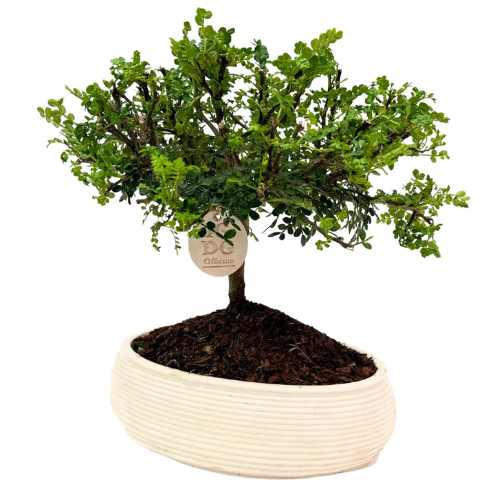 Bonsai di Pepe in Vaso Ceramica Artigianale Made in Italy