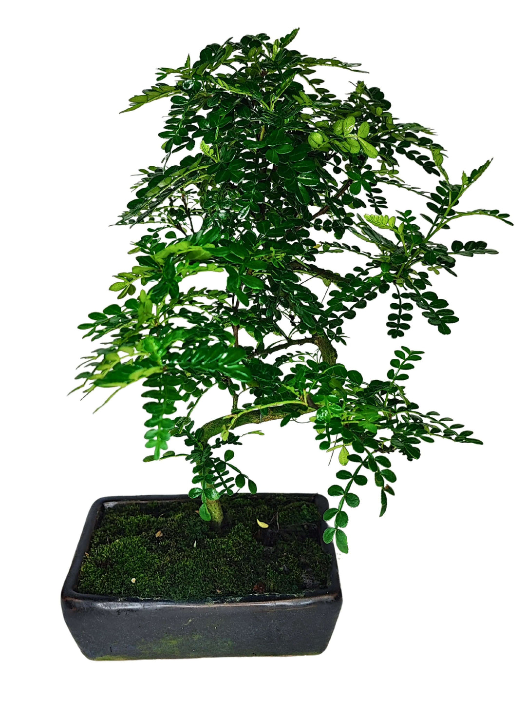 Bonsai Pepper S-Shape - Altezza Pianta 40 cm, Vaso di Ceramica 18x13 cm