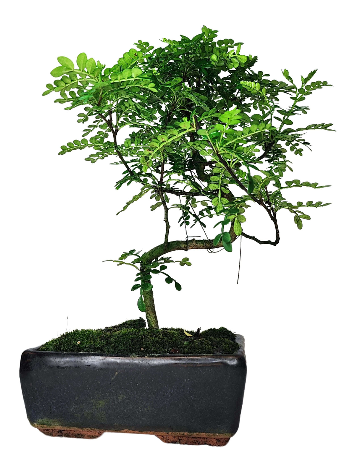 Bonsai Pepper S-Shape - Altezza Pianta 40 cm, Vaso di Ceramica 18x13 cm