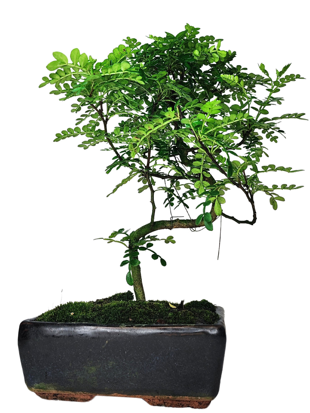 'immagine mostra un bonsai di albero di pepe, caratterizzato da un tronco sottile e sinuoso con rami ben distribuiti che sostengono un fogliame verde brillante. La pianta è posta in un vaso rettangolare di colore scuro, il cui bordo inferiore presenta una leggera patina di usura che aggiunge un tocco rustico al design complessivo. Il terreno è ricoperto da uno strato di muschio verde, che contribuisce a creare un ambiente naturale e ben curato. Il bonsai ha un aspetto delicato ma robusto, con foglie piccole