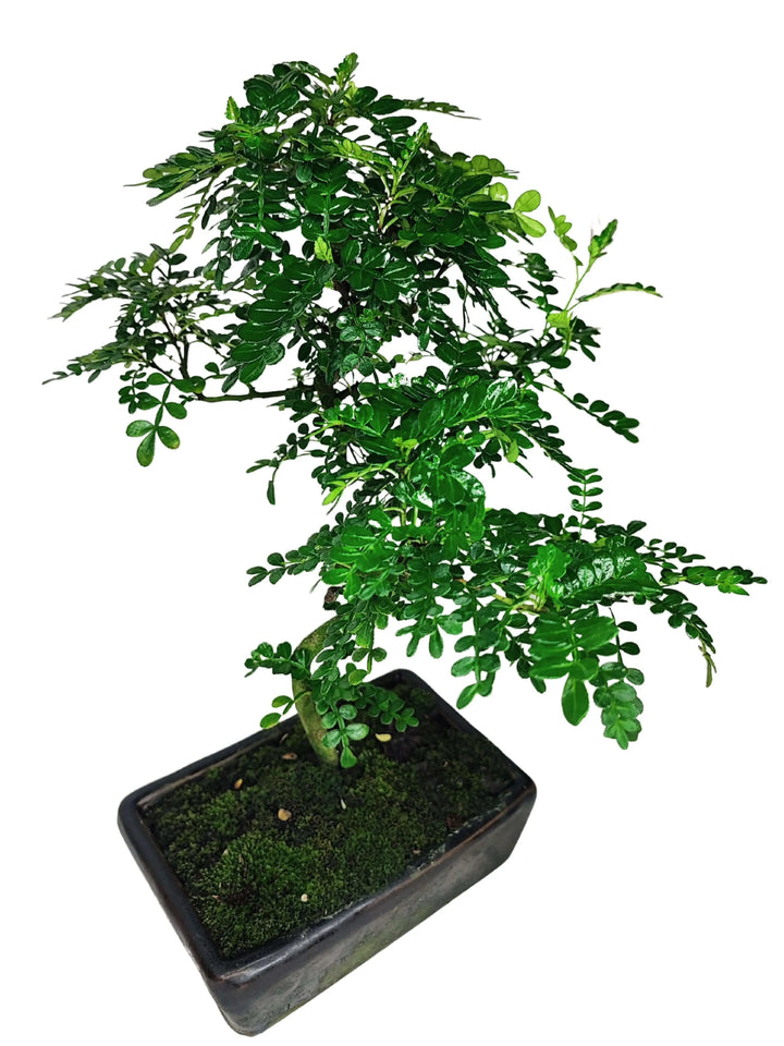  Profilo del tronco curvo a S del Bonsai Pepper con vaso elegante, bonsai resistente ideale per interni moderni