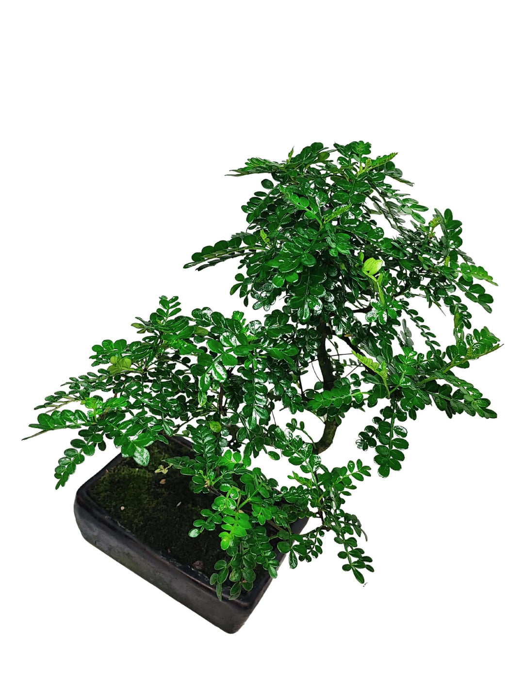 Vista superiore del Bonsai Pepper S-Shape in vaso ceramica 18x13 cm, bonsai decorativo con chioma armoniosa