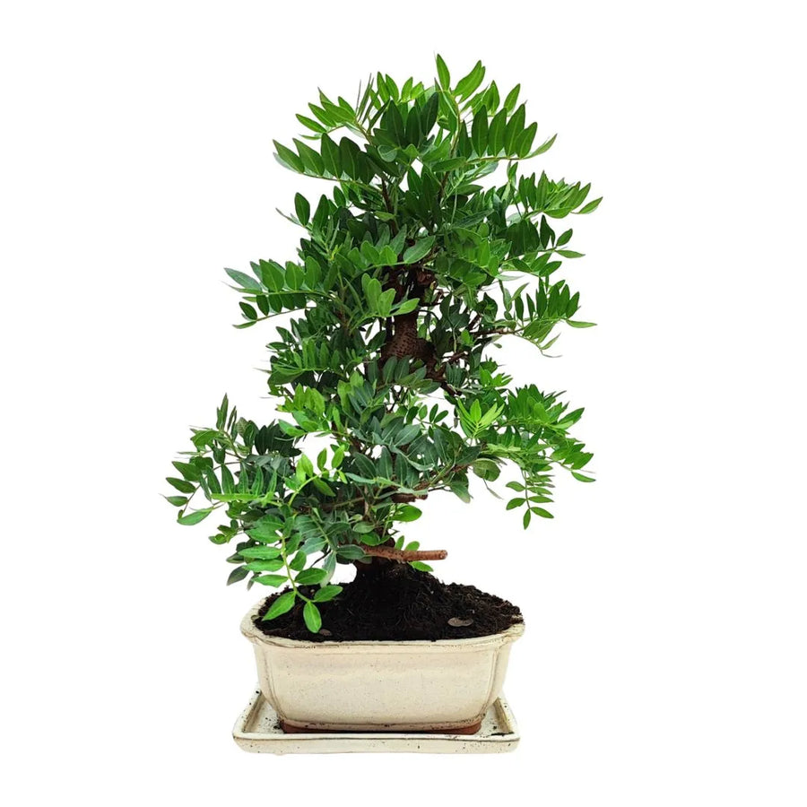 Primo piano della base del bonsai Pistacia Lentiscus di 12 anni in vaso smaltato bianco rettangolare