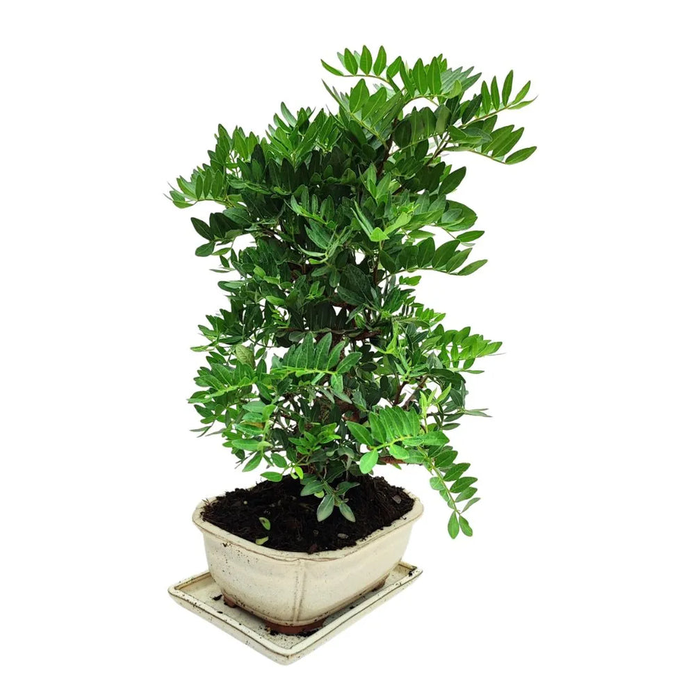 Bonsai Pistacia Lentiscus 12 anni con struttura slanciata e fogliame denso, in vaso smaltato