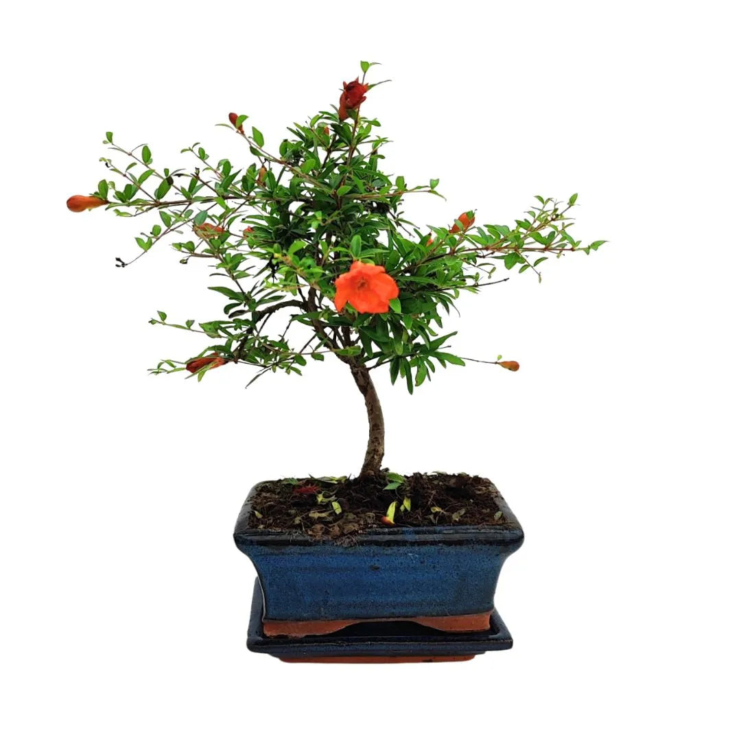 Bonsai melograno nana con fioritura arancione vivace, tronco sottile e chioma compatta – vaso blu Collezione Premium