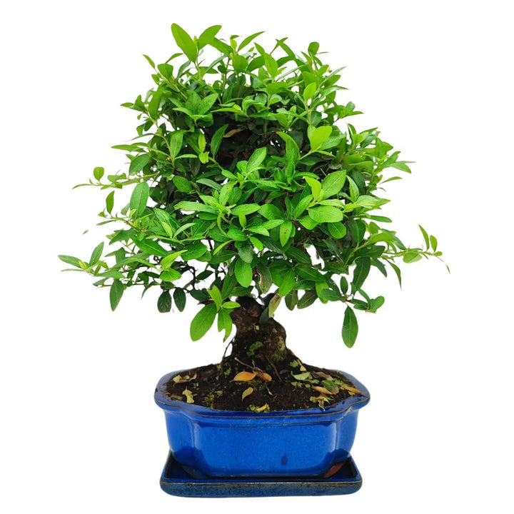 Bonsai Pyracantha coccinea 10 anni con chioma ordinata e foglie verdi, vaso smaltato blu lucido

