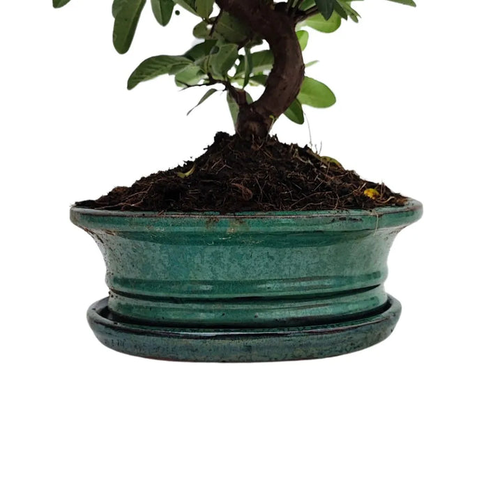  Vista frontale del bonsai Pyracantha da 8 anni con chioma strutturata e rami equilibrati

