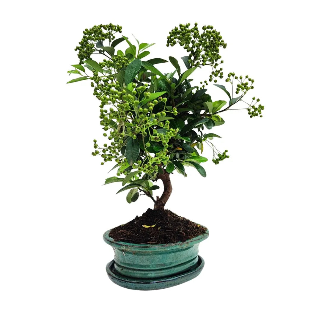 Bonsai Pyracantha coltivato da 8 anni, con frutti verdi e fogliame lucido