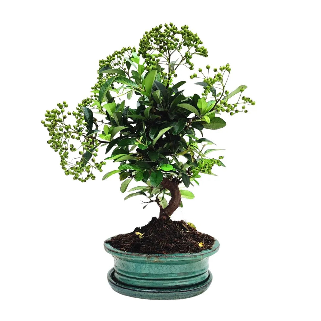 Dettaglio del vaso smaltato verde del bonsai Pyracantha di 8 anni in stile classico giapponese


