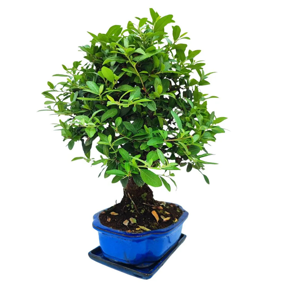 Bonsai Pyracantha coccinea coltivato in vaso blu smaltato, chioma tondeggiante e fusto maturo

