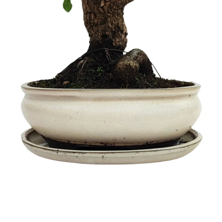 Bonsai Quercus Suber di 20 anni in vaso smaltato chiaro, chioma compatta e tronco rugoso ben sviluppato