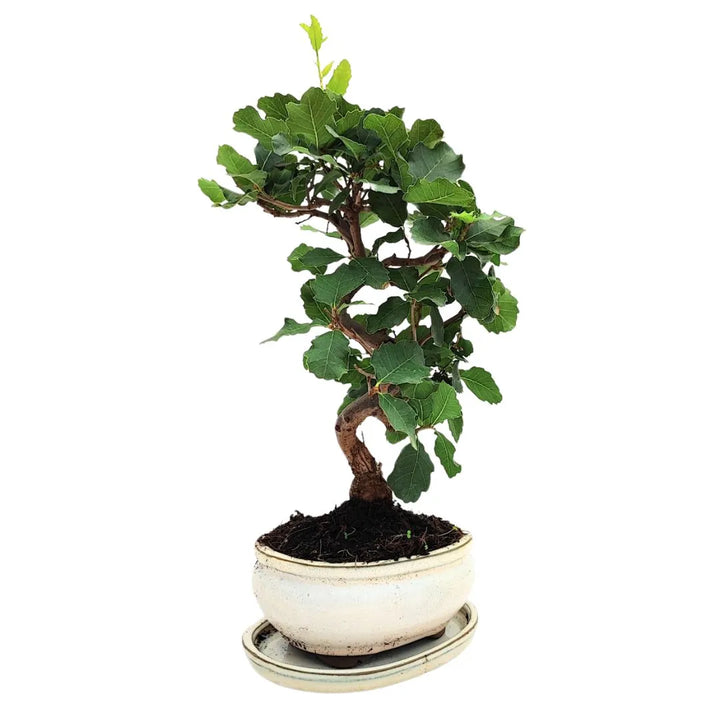  Bonsai Quercus faginea con tronco sinuoso e chioma equilibrata, vista laterale