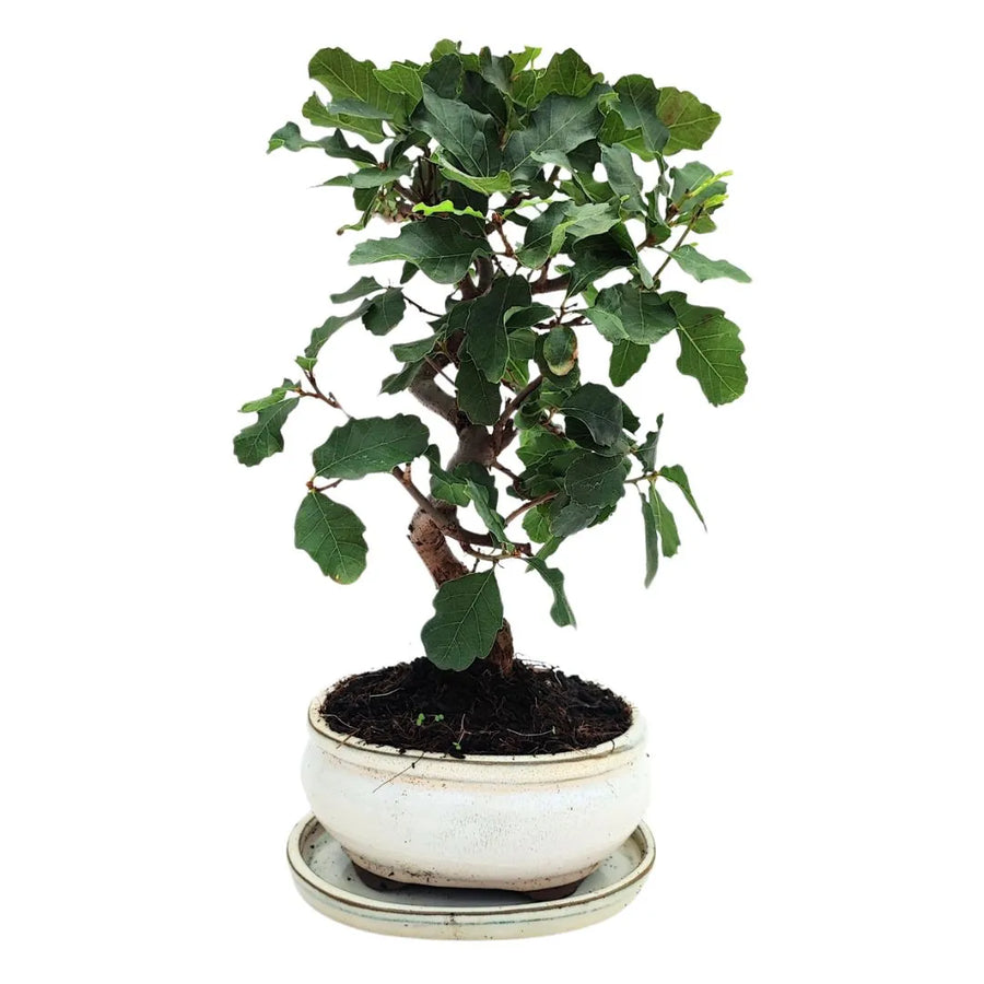 Bonsai Quercus faginea di 8 anni in vaso rotondo bianco, stile naturale e compatto

