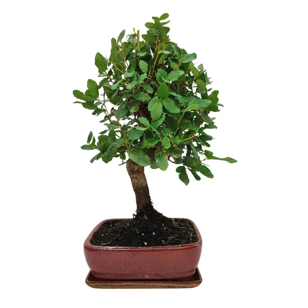 Bonsai Quercus suber adulto con tronco modellato e chioma verde brillante in vaso smaltato rosso

