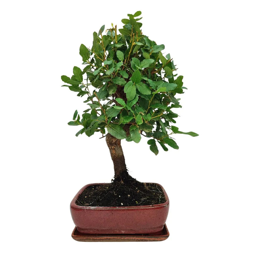 Bonsai Quercus suber adulto con tronco modellato e chioma verde brillante in vaso smaltato rosso


