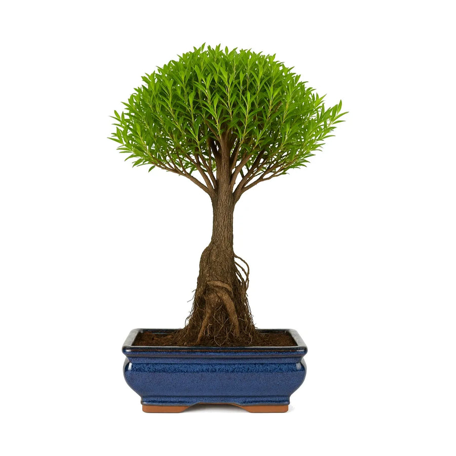 Bonsai Syzigium Buxifolium 8 anni - esemplare di Ciliegio a Spazzola con tronco dritto e chioma verde rigogliosa in vaso blu.