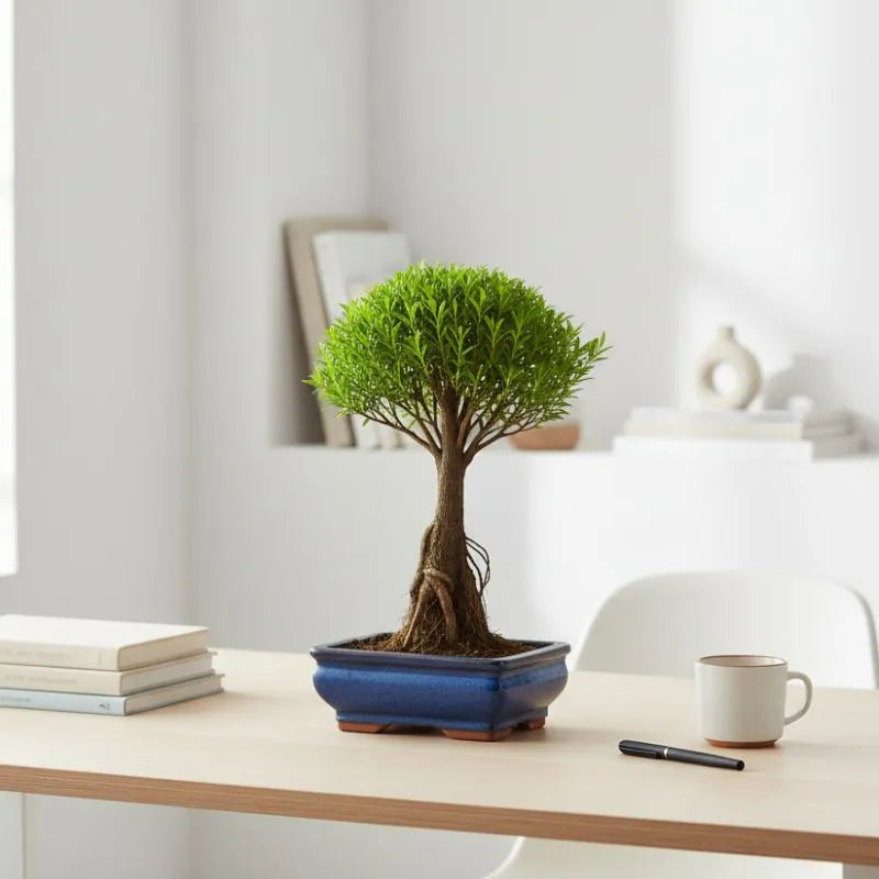 Bonsai Syzigium Buxifolium - dettaglio delle foglie verdi lucide e del tronco ben formato in un vaso da collezione.