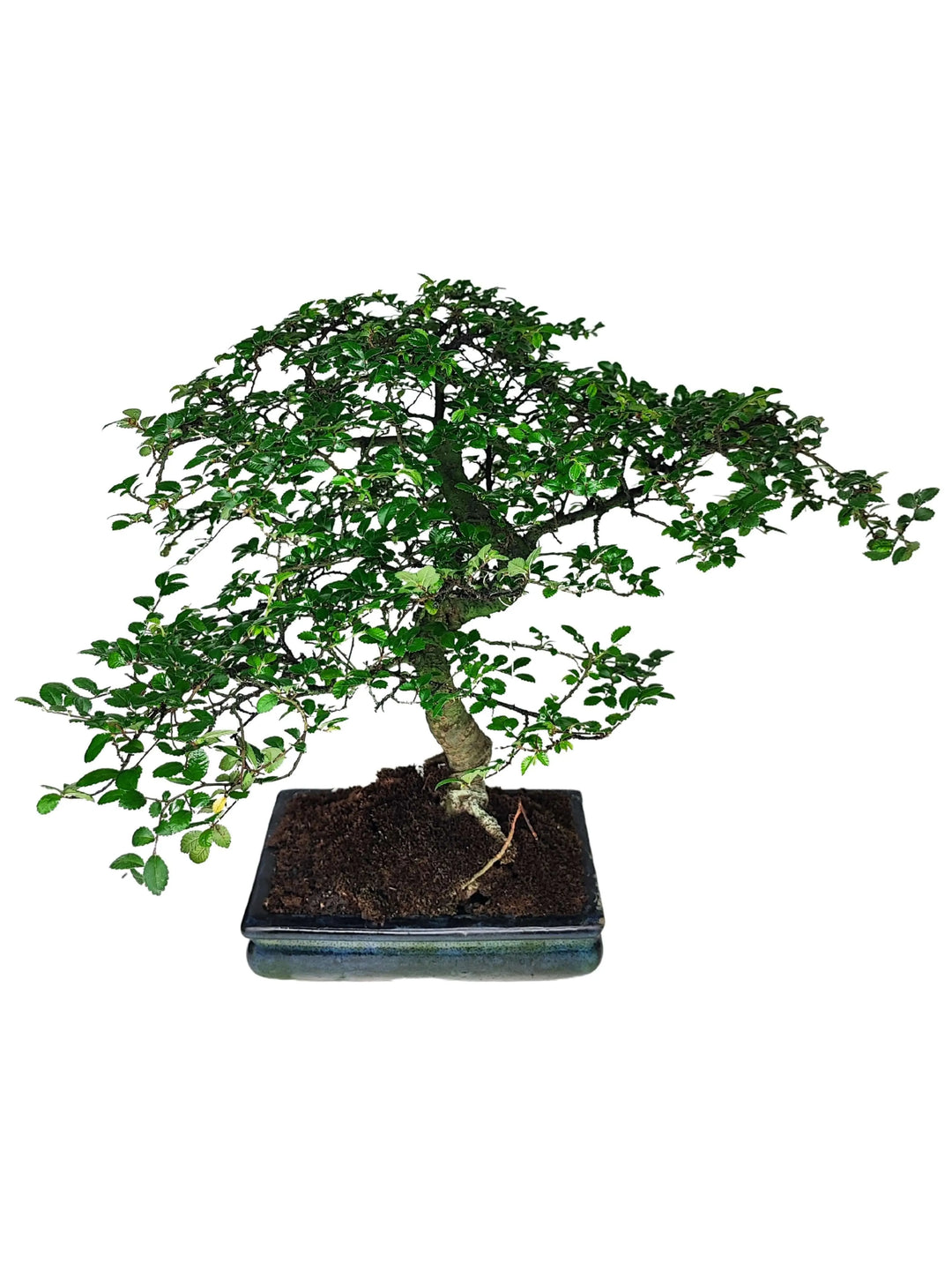Bonsai Zelkova compatto da appartamento con chioma verde e vaso smaltato, pianta elegante e adattabile