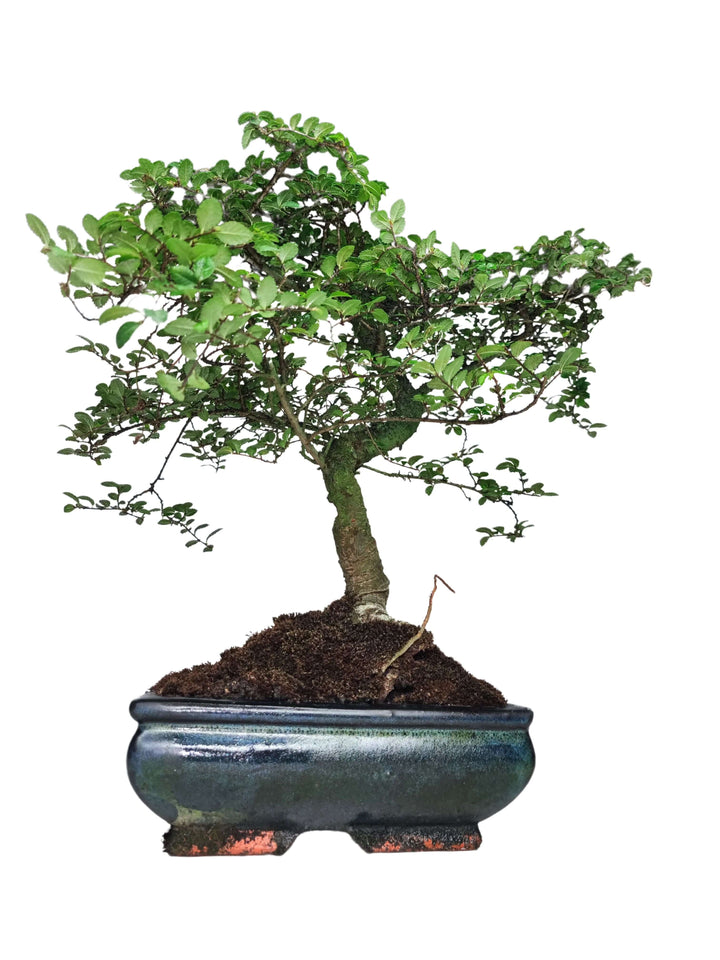 Bonsai Zelkova - Altezza Pianta 40 cm, Vaso di Ceramica 18x13 cm