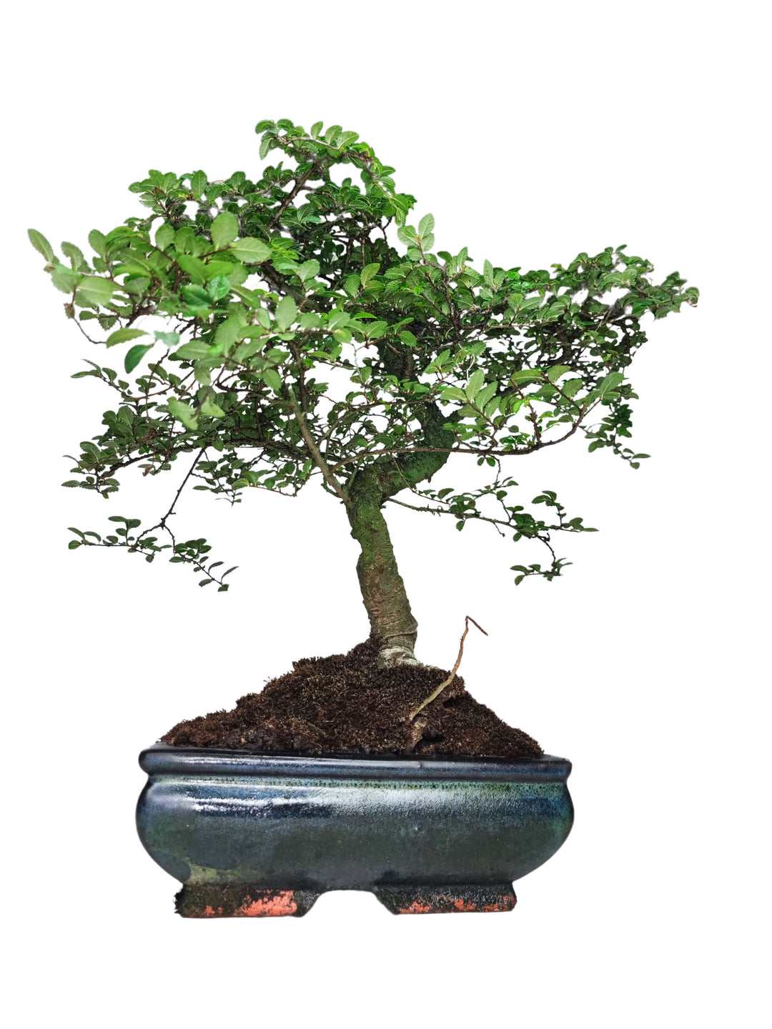 immagine di un Bonsai Zelkova con foglie verdi in un vaso di ceramica blu tutto su fondo bianco 