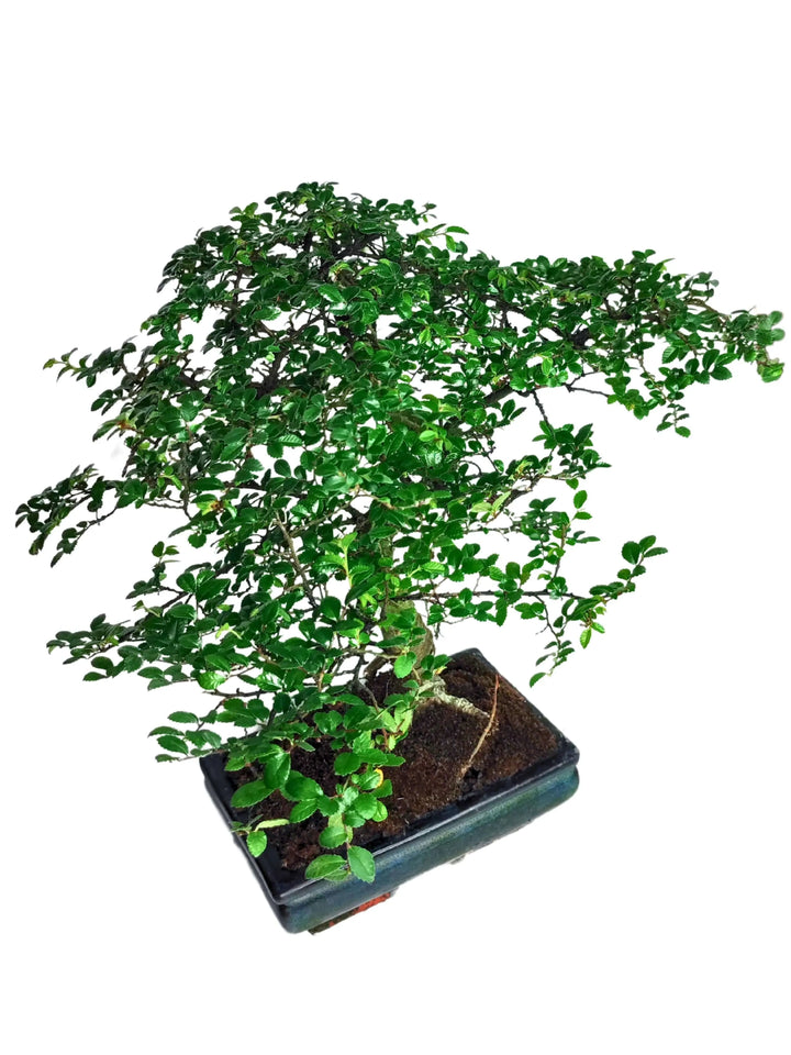Bonsai Zelkova da 40 cm in vaso ceramica smaltata, pianta ornamentale perfetta per interni moderni