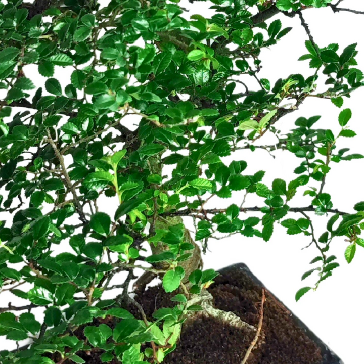 immagine di un dettaglio del Bonsai Zelkova  con foglie verdi tutto su fondo bianco 