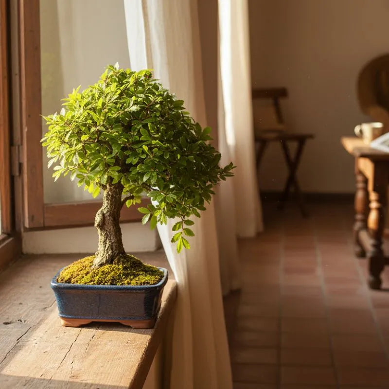 Bonsai Zelkova Parvifolia - Olmo Giapponese con foglie verdi dense in vaso blu su davanzale luminoso