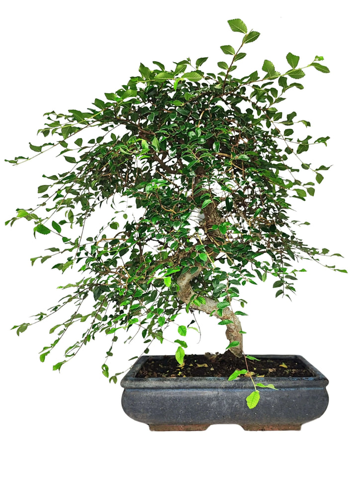Bonsai Zelkova S-Shape 50 cm con chioma ramificata in vaso rettangolare in ceramica scura – pianta ornamentale elegante per interni