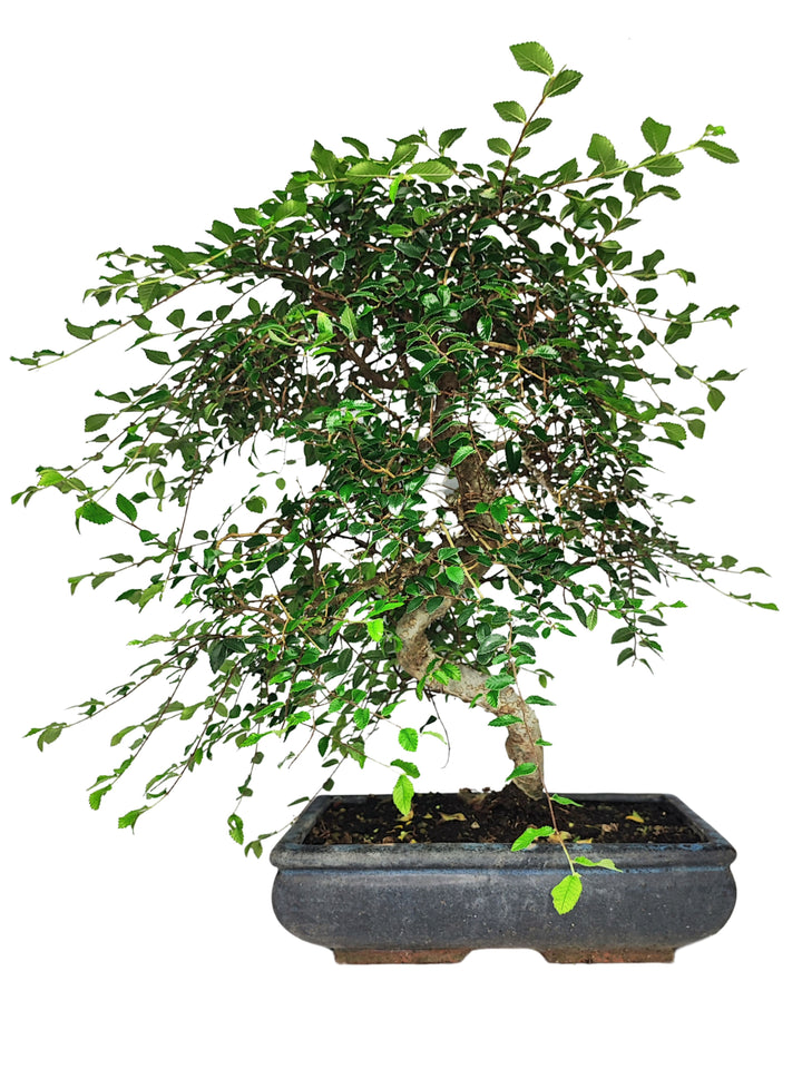 L'immagine mostra un bellissimo bonsai di Zelkova, una pianta conosciuta per il suo aspetto elegante e delicato. Il bonsai ha una chioma folta, composta da numerose piccole foglie verdi disposte in modo denso e armonioso lungo i rami sottili. La struttura del tronco è sinuosa, conferendo alla pianta un aspetto naturale e sereno. Il bonsai è collocato in un vaso rettangolare scuro, che mette in risalto il verde brillante del fogliame.