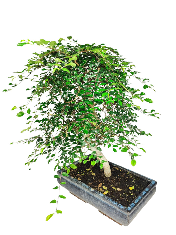 L'immagine mostra un raffinato bonsai di Zelkova, una pianta caratterizzata da un fogliame fitto e delicato. Il bonsai presenta una chioma abbondante, composta da minuscole foglie verdi che si estendono lungo rami sottili e pendenti, creando un effetto cascata che aggiunge un tocco di eleganza naturale. Il tronco, ben strutturato, emerge con forza dal vaso rettangolare di colore scuro, conferendo un contrasto accattivante tra la base robusta e la chioma leggera e ariosa.