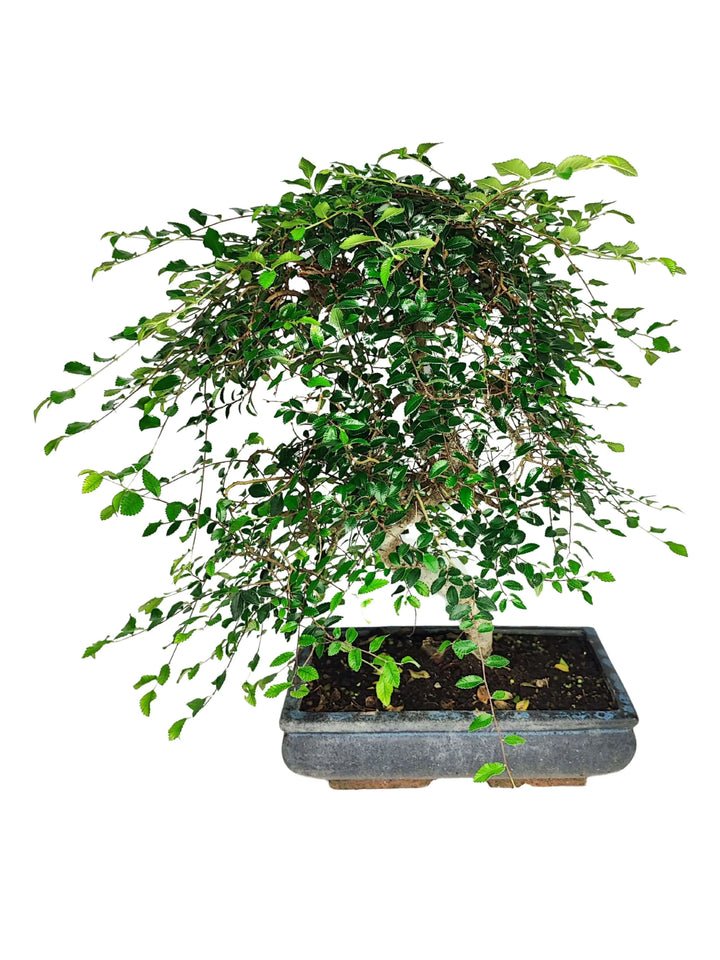Bonsai Zelkova S-Shape da 50 cm con chioma ricadente in vaso rettangolare da 30 cm – pianta ornamentale da interno dallo stile giapponese